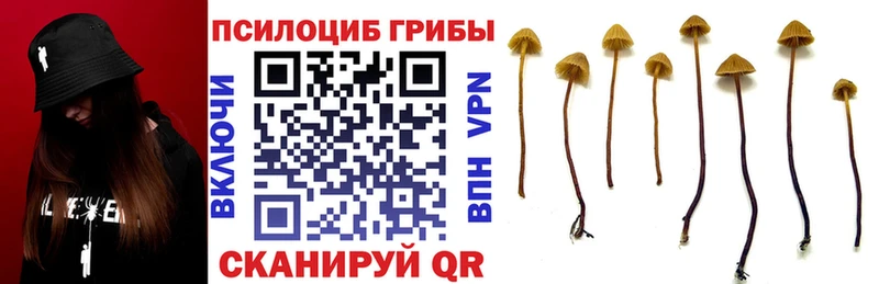 Галлюциногенные грибы Cubensis  Балей 